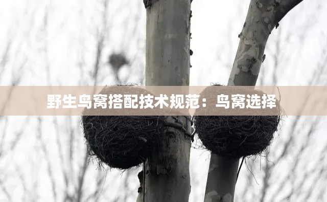 野生鸟窝搭配技术规范:鸟窝选择