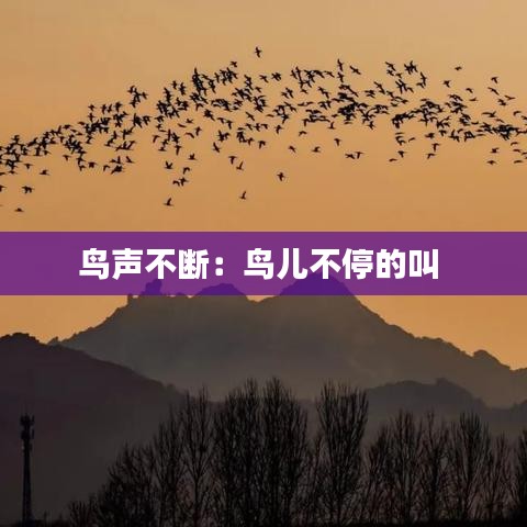 鸟声不断:鸟儿不停的叫