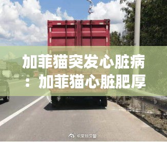 加菲猫突发心脏病:加菲猫心脏肥厚喘息速度突然加快