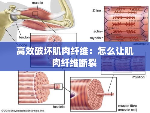 高效破坏肌肉纤维:怎么让肌肉纤维断裂