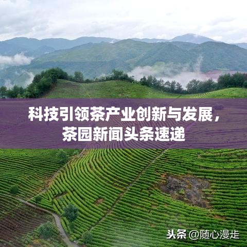 科技引领茶产业创新与发展,茶园新闻头条速递