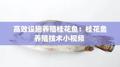 高效设施养殖桂花鱼:桂花鱼养殖技术小视频