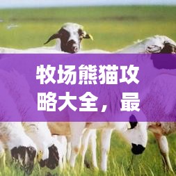 牧场熊猫攻略大全,最新图文教程助你轻松玩转游戏!