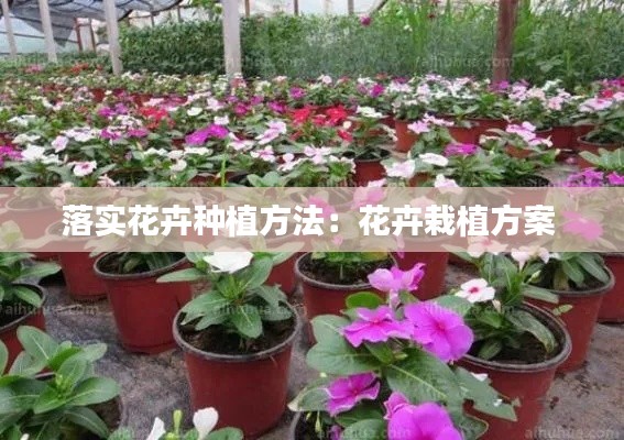 落实花卉种植方法:花卉栽植方案