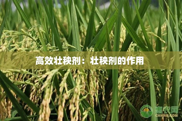 高效壮秧剂:壮秧剂的作用
