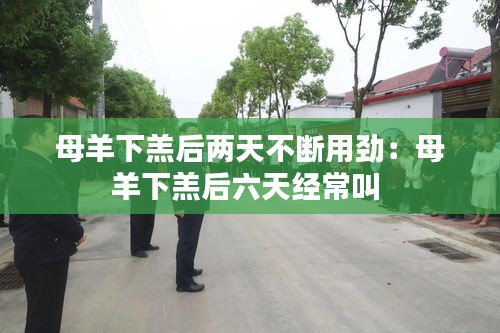 母羊下羔后两天不断用劲:母羊下羔后六天经常叫