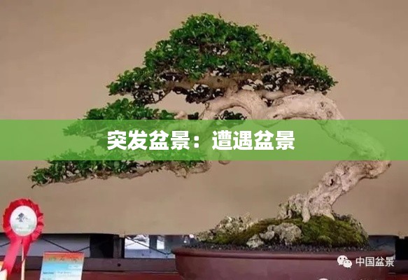 突发盆景:遭遇盆景