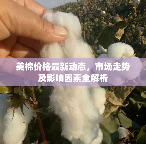 美棉价格最新动态,市场走势及影响因素全解析