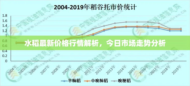 水稻最新价格行情解析,今日市场走势分析