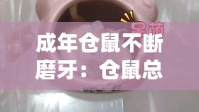 成年仓鼠不断磨牙:仓鼠总是磨牙