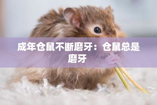 成年仓鼠不断磨牙:仓鼠总是磨牙