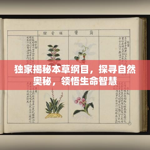 独家揭秘本草纲目,探寻自然奥秘,领悟生命智慧