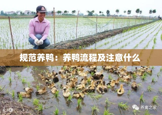 规范养鸭:养鸭流程及注意什么