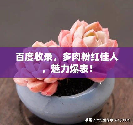 百度收录,多肉粉红佳人,魅力爆表!