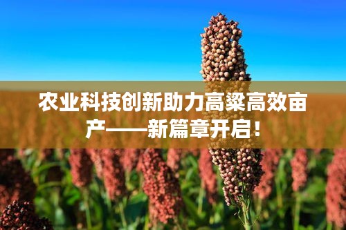 农业科技创新助力高粱高效亩产——新篇章开启!