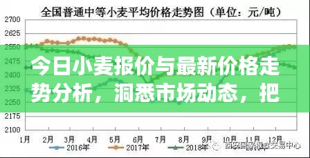 今日小麦报价与最新价格走势分析,洞悉市场动态,把握行情机遇!