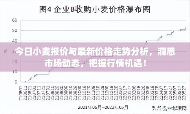 今日小麦报价与最新价格走势分析,洞悉市场动态,把握行情机遇!