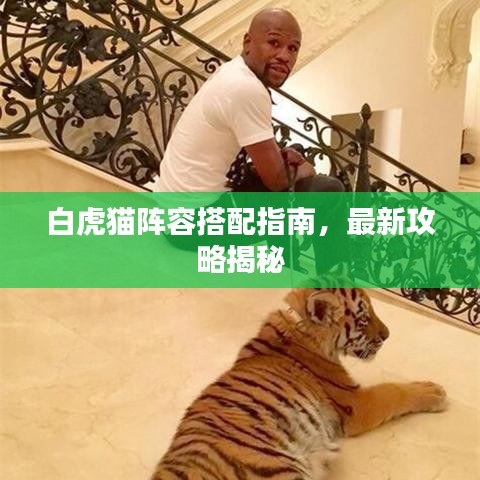 白虎猫阵容搭配指南,最新攻略揭秘