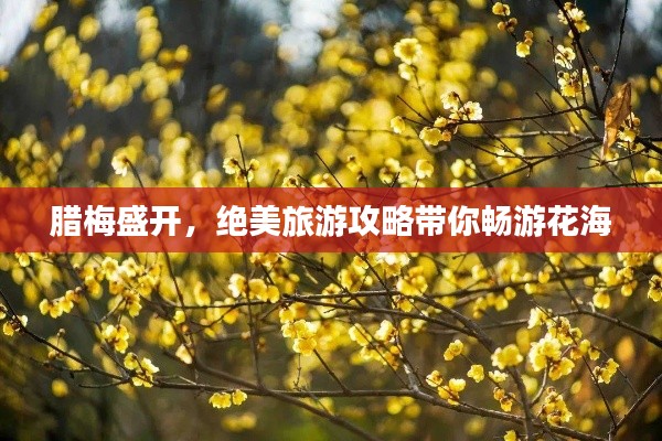 腊梅盛开,绝美旅游攻略带你畅游花海