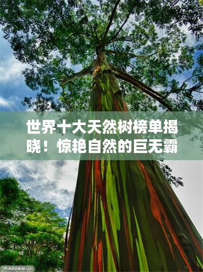 世界十大天然树榜单揭晓!惊艳自然的巨无霸树木排名