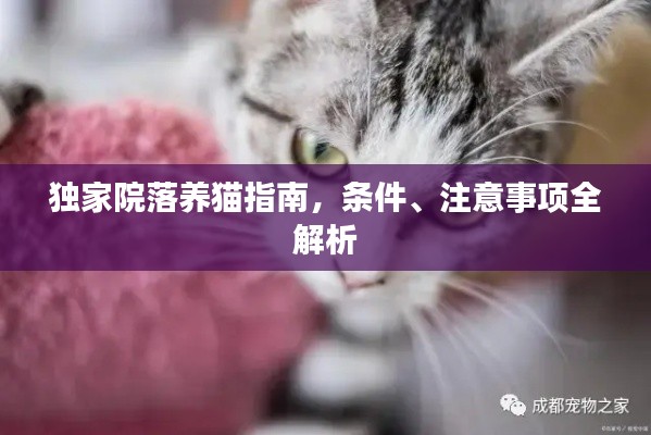 独家院落养猫指南,条件、注意事项全解析