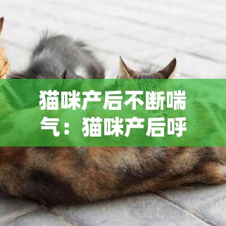 猫咪产后不断喘气:猫咪产后呼吸急促张嘴喘气