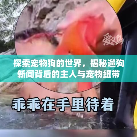 探索宠物狗的世界,揭秘遛狗新闻背后的主人与宠物纽带
