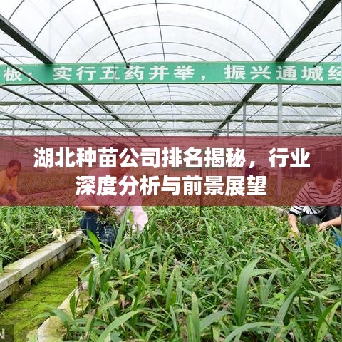 湖北种苗公司排名揭秘,行业深度分析与前景展望