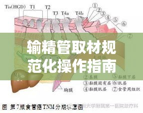 输精管取材规范化操作指南