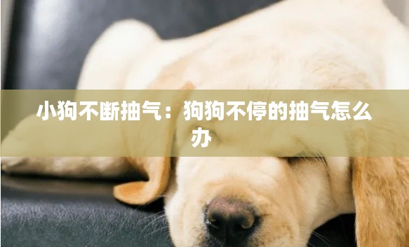 小狗不断抽气:狗狗不停的抽气怎么办