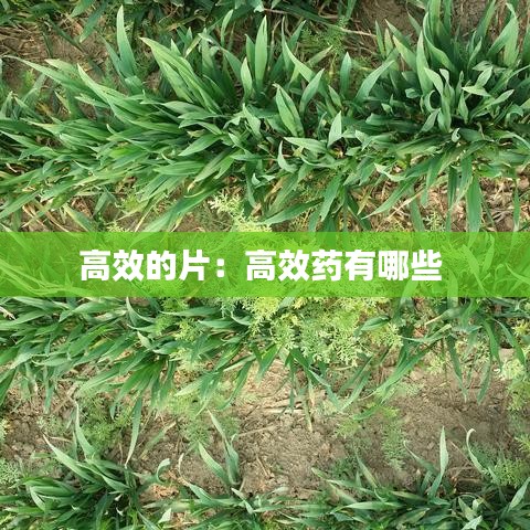 高效的片:高效药有哪些