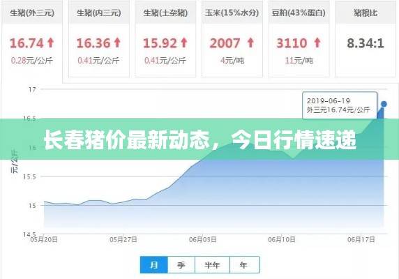 长春猪价最新动态,今日行情速递