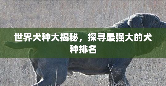 国色天香 第4页