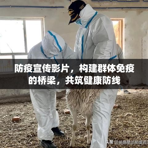 防疫宣传影片,构建群体免疫的桥梁,共筑健康防线