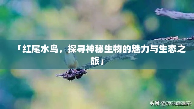 「红尾水鸟,探寻神秘生物的魅力与生态之旅」