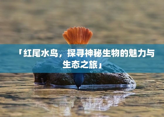 「红尾水鸟,探寻神秘生物的魅力与生态之旅」