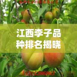 江西李子品种排名揭晓,十大品种榜单来袭!