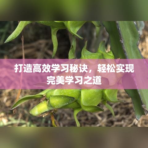 打造高效学习秘诀,轻松实现完美学习之道