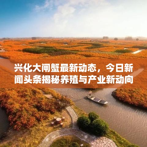 兴化大闸蟹最新动态,今日新闻头条揭秘养殖与产业新动向