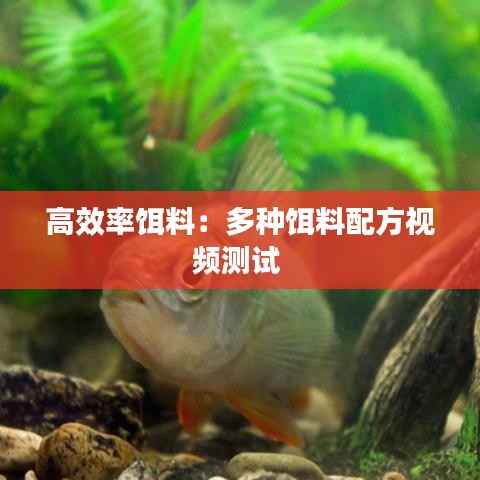 高效率饵料:多种饵料配方视频测试