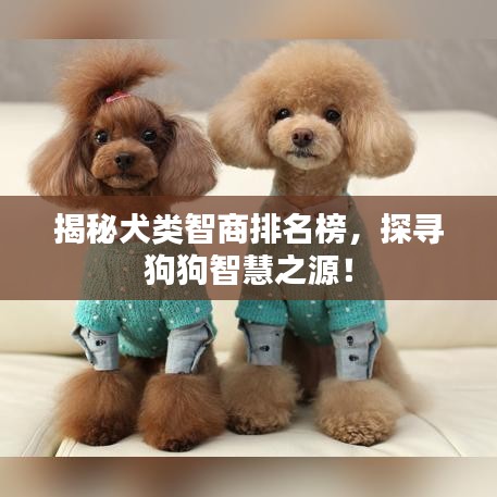 揭秘犬类智商排名榜,探寻狗狗智慧之源!