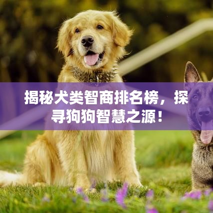 揭秘犬类智商排名榜,探寻狗狗智慧之源!
