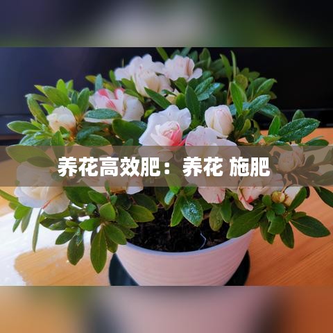 养花高效肥:养花 施肥
