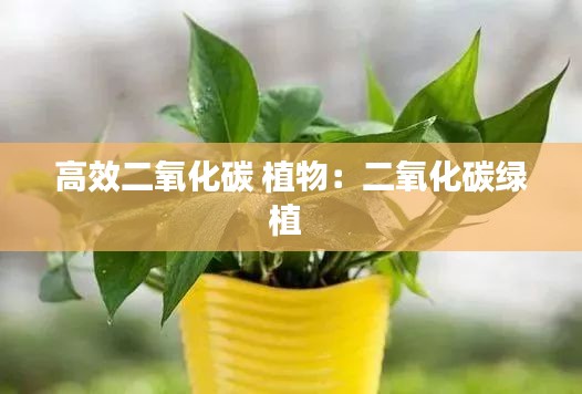 高效二氧化碳 植物:二氧化碳绿植