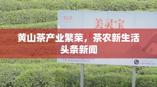 黄山茶产业繁荣,茶农新生活头条新闻