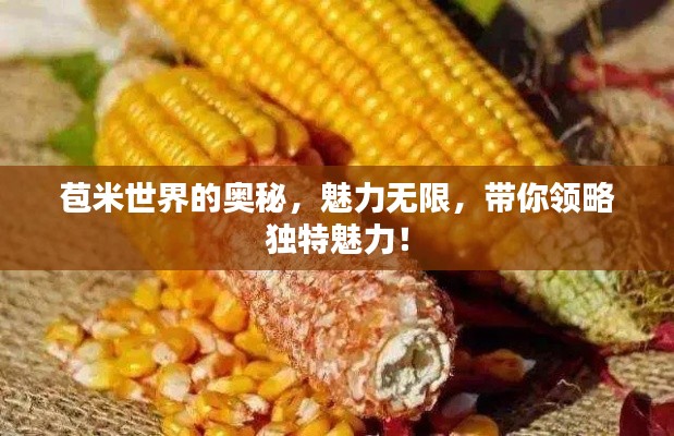 苞米世界的奥秘,魅力无限,带你领略独特魅力!