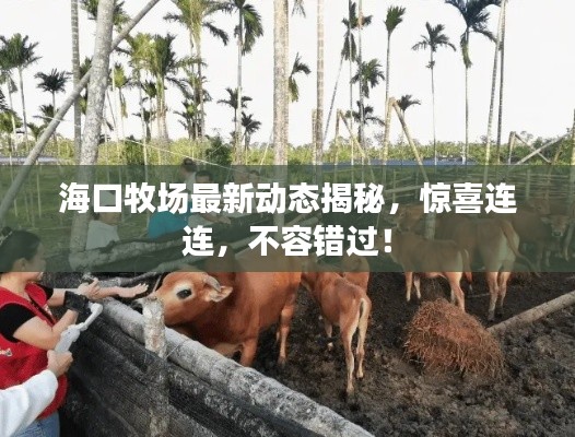 海口牧场最新动态揭秘,惊喜连连,不容错过!