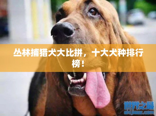 丛林捕猎犬大比拼,十大犬种排行榜!