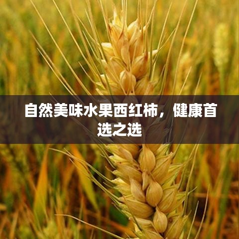 自然美味水果西红柿,健康首选之选