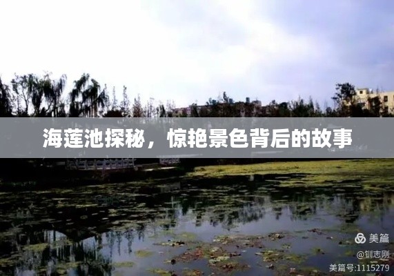 海莲池探秘,惊艳景色背后的故事